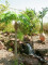 Phoenix palm tree luxor, artificial plant, 150cm
