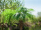 Phoenix palm tree luxor, artificial plant, 210cm