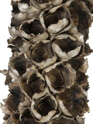 Cacho Coco ca. 120-190cm