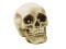 Halloween skull 21x15x15cm LED