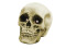 Halloween skull 21x15x15cm LED