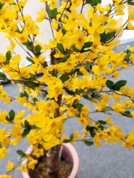Forsythia tree with 3 trunks, artificial plant, yellow,...