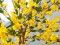 Forsythia tree with 3 trunks, artificial plant, yellow, 150cm