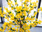 Forsythia tree with 3 trunks, artificial plant, yellow, 150cm