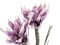 Magnolia Branch (EVA), artificial, violet