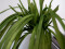 Sea grass (EVA), artificial, green