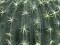 Barrel Cactus, artificial plant, 34cm