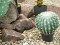 Barrel Cactus, artificial plant, 34cm