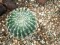 Barrel Cactus, artificial plant, 34cm