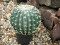 Barrel Cactus, artificial plant, 34cm