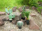 Barrel Cactus, artificial plant, 34cm